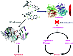 Graphical abstract: Synthesis, structural insights, and biological screening of DNA targeted Ru(ii)(η6-p-cymene) complexes containing bioactive amino-benzothiazole ligand scaffolds