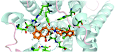 Graphical abstract: In silico analysis of energy interactions between nociceptin/orfanin FQ receptor and two antagonists with potential antidepressive action