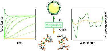 Graphical abstract: On the role of citrate in 12-molybdophosphoric-acid methods for quantification of phosphate in the presence of ATP