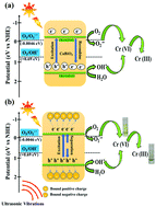 Graphical abstract: Enhanced photocatalytic reduction of hexavalent chromium by using piezo-photo active calcium bismuth oxide ferroelectric nanoflakes