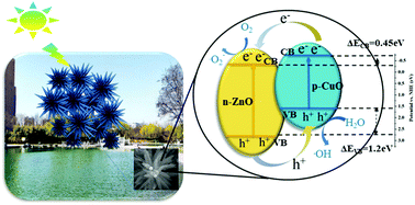 Graphical abstract: One-step fabrication and photocatalytic performance of sea urchin-like CuO/ZnO heterostructures