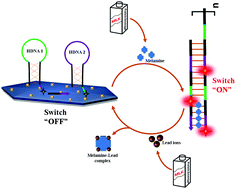 Graphical abstract: Dual fluorometric biosensor based on a nanoceria encapsulated metal organic framework and a signal amplification strategy of a hybridization chain reaction for the detection of melamine and Pb2+ ions in food samples