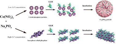 Graphical abstract: Facile preparation of amorphous cobalt phosphate as inorganic carrier for direct separation and immobilization of his-tagged β-glucosidase from cell lysate