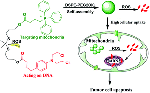 Graphical abstract: Novel prodrug supramolecular nanoparticles capable of rapid mitochondrial-targeting and ROS-responsiveness for pancreatic cancer therapy