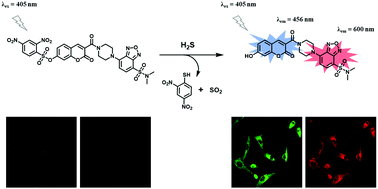 Graphical abstract: A dual-emission fluorescence-enhanced probe for hydrogen sulfide and its application in biological imaging