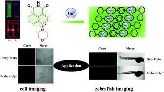 Graphical abstract: A novel water-soluble naphthalimide-based turn-on fluorescent probe for mercury ion detection in living cells and zebrafish