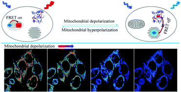 Graphical abstract: Construction of fluorescent probes for ratiometric visualization of mitochondrial depolarization based on the FRET mechanism