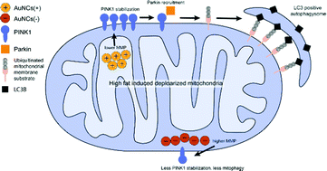 Graphical abstract: Negatively charged gold nanoclusters protect against diabetic cardiomyopathy by inhibiting mitophagy