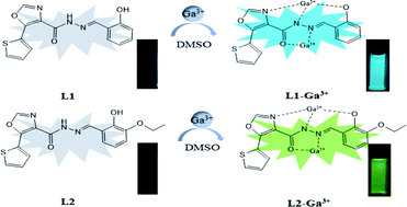 Graphical abstract: Two 5-(thiophene-2-yl)oxazole derived “turn on” fluorescence chemosensors for detection of Ga3+ and practical applications