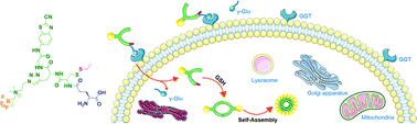 Graphical abstract: Optimized molecular design of PET probe for the visualization of γ-glutamyltranspeptidase activity in tumors