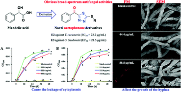 Graphical abstract: Design, synthesis and antifungal mechanism of novel acetophenone derivatives containing 1,3,4-thiadiazole-2-thioethers