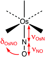 Graphical abstract: Characteristic vibrational frequencies of osmium(ii) nitrosyl complexes probed by Raman spectroscopy and DFT calculations