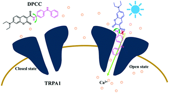 Graphical abstract: A fluorogenic probe for TRPA1 channel imaging based on a molecular rotation mechanism