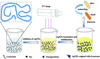 Graphical abstract: In situ green synthesis of lysozyme/silver nanoparticles sol and their antimicrobial properties
