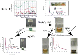 Graphical abstract: Naked-eye detection of cysteine/homocysteine through silver nano-resonators and specific identification of homocysteine through nanoresonator–thiosulphate conjugate