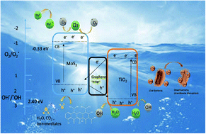 Graphical abstract: Z-Scheme MoS2/TiO2/graphene nanohybrid photocatalysts for visible light-induced degradation for highly efficient water disinfection and antibacterial activity