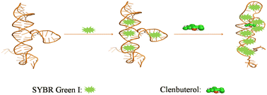 Graphical abstract: A label-free aptasensor for rapid detection of clenbuterol based on SYBR Green I