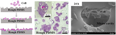 Graphical abstract: Microcavities on PDMS microchannel replicated from sandpaper templates trap cells to enhance cell adhesion and proliferation