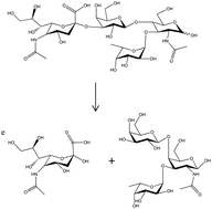 Graphical abstract: Exploring artificial metalloglycosidases as selective catalysts for the recognition and degradation of the sLex tetrasaccharide