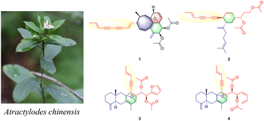 Graphical abstract: Atrachinenynes A–D, four diacetylenic derivatives with unprecedented skeletons from the rhizomes of Atractylodes chinensis