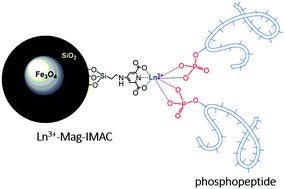 Graphical abstract: Development of new lanthanide(iii) ion-based magnetic affinity materials for phosphopeptide enrichment