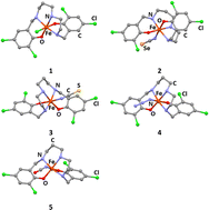Graphical abstract: Hexacoordinate high-spin Fe(iii) complexes composed of a pentadentate amino-type ligand and pseudohalido coligands