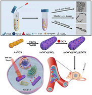Graphical abstract: A cysteine-induced one-pot synthesis of Au nanoparticle chains with tuneable NIR absorption and application in photothermal-chemo cancer therapy