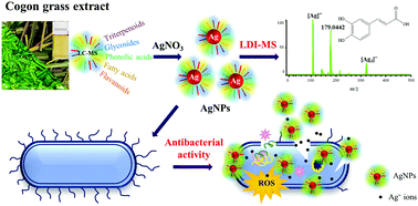 Graphical abstract: Synergistic actions of phytonutrient capped nanosilver as a novel broad-spectrum antimicrobial agent: unveiling the antibacterial effectiveness and bactericidal mechanism