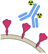 Graphical abstract: Development of an actinium-225 radioimmunoconjugate for targeted alpha therapy against SARS-CoV-2