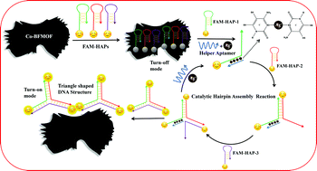 Graphical abstract: A cobalt-based bifunctional metal organic framework-mediated fluorescent bio-sensing system for the hypersensitive detection of Ag+ ions through catalytic hairpin assembly