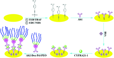 Graphical abstract: Electrochemical impedance analysis of the CYFRA 21-1 antigen based on doxorubicin-initiated ROP signal amplification