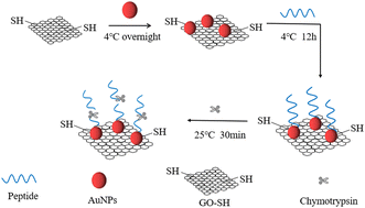 Graphical abstract: Detection of chymotrypsin using a peptide sensor based on graphene oxide modified with sulfhydryl groups and gold nanoparticles