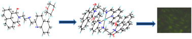 Graphical abstract: Copper(i) complexes with quinolone appended 1,8-naphthalimide conjugates: structural characterization, DNA and protein binding and cytotoxicity studies