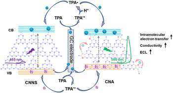 Graphical abstract: Modulating the anodic electrochemiluminescence of graphitic carbon nitride by thiophene doping