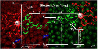 Graphical abstract: An emissive dual-sensitized bimetallic Eu2III-bioprobe: design strategy, biological interactions, and nucleolus staining studies