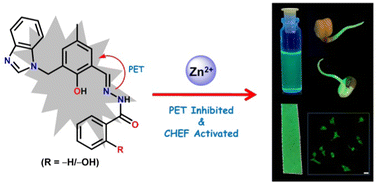 Graphical abstract: Benzimidazole-acid hydrazide Schiff–Mannich combo ligands enable the nano-molar detection of Zn2+ in semi-aqueous media, HuH-7 cells, and plants via a fluorescence turn-on mode