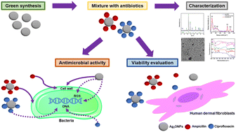 Graphical abstract: Green, novel, and one-step synthesis of silver oxide nanoparticles: antimicrobial activity, synergism with antibiotics, and cytotoxic studies