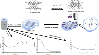 Graphical abstract: Fabrication of an imprinted polymer based graphene oxide composite for label-free electrochemical sensing of Sus DNA
