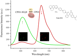 Graphical abstract: Fluorescent probes based on an oxonium-coumarin scaffold for the detection of SO2 derivatives