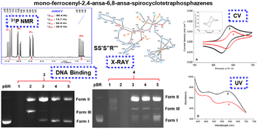 Graphical abstract: Phosphorus–nitrogen compounds. Part 65. Novel diansa-spiro-cyclotetraphosphazenes: synthesis, characterization, bioactivity and electrochemical properties, and dye-sensitized solar cell fabrication studies