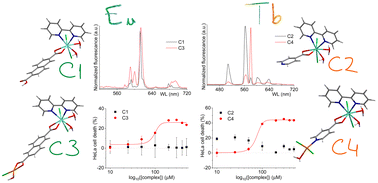 Graphical abstract: Novel versatile europium and terbium complexes as bioprobes and anticancer agents