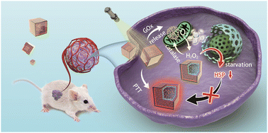 Graphical abstract: Neutrophil membrane camouflaged hybrid nanozymes for enhanced starvation/photothermal tumor therapy