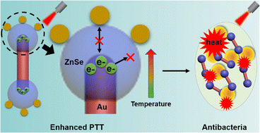 Graphical abstract: Enhancing the antibacterial activity of near-infrared light-triggered photothermal therapy using hybrid Au/ZnSe nanodumbbells