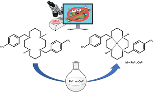 Graphical abstract: Cyclam-based iron(iii) and copper(ii) complexes: synthesis, characterization and application as antifungal agents