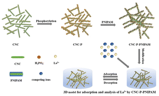 Graphical abstract: Effective and selective adsorption of La3+ by a poly-N-isopropylacrylamide phosphoric modified cellulose aerogel