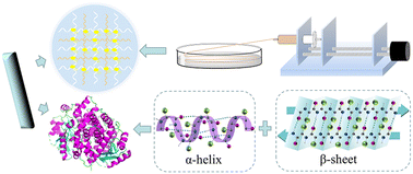 Graphical abstract: An acid-catalyzed polyol in situ crosslinked alginate ester/Antarctic krill protein composite fiber with improved strength and water resistance