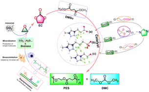 Graphical abstract: Preparation of biacidic tin-based ionic liquid catalysts and their application in catalyzing coupling reaction between ethylene carbonate and dimethyl succinate to synthesize poly(ethylene succinate)