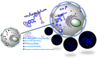 Graphical abstract: A water-soluble polymer fluorescent probe via RAFT polymerization for dynamic monitoring of cellular lipid droplet levels and zebrafish imaging