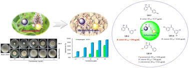 Graphical abstract: Potential application value of hydroxychalcones based on isoliquiritigenin in agricultural plant diseases
