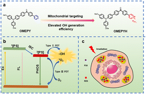 Graphical abstract: Benzophenone core-based AIE-active photosensitizers for mitochondria-targeted photodynamic therapy
